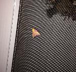 Found this crazy lookin moth outside my house