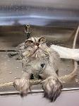 Un chat après sa douche