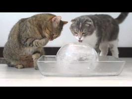 Cats and ice ball