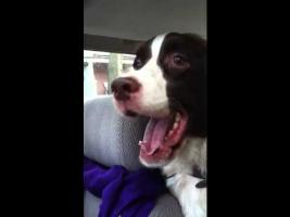 Springer Spaniel Sees a Squirrel & Goes Nuts!