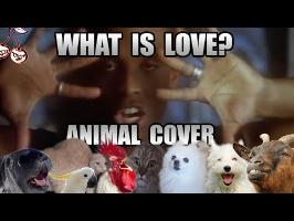 Haddaway - What Is Love (Animal Cover)