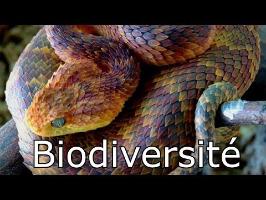 Biodiversité MaP#31