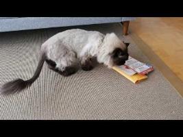 Direct mail targets your kitty