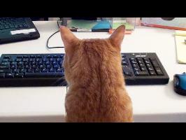 What it's like to Work with Cats!