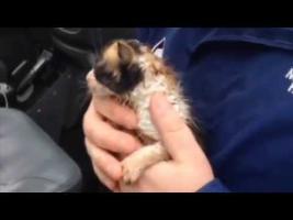 Weatherman rescues kitten from tornado rubble