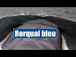 la Baleine Bleue - IRL