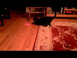 Cat with laser pointer on head