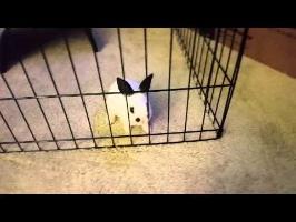 Rabbit 1 Fence 0