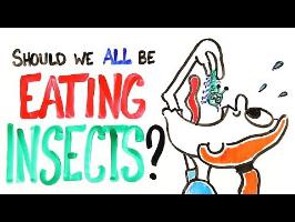 Should We All Be Eating Insects?