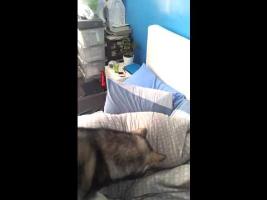 How to Wake up Someone with A Laser Pointer and A Dog