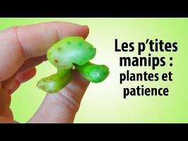 [PtitesManips] Plantes et patience #FDS2017