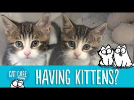 Simon's Cat Care: Should You Get A Kitten?