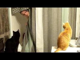 Living With Cats - House Guest Edition